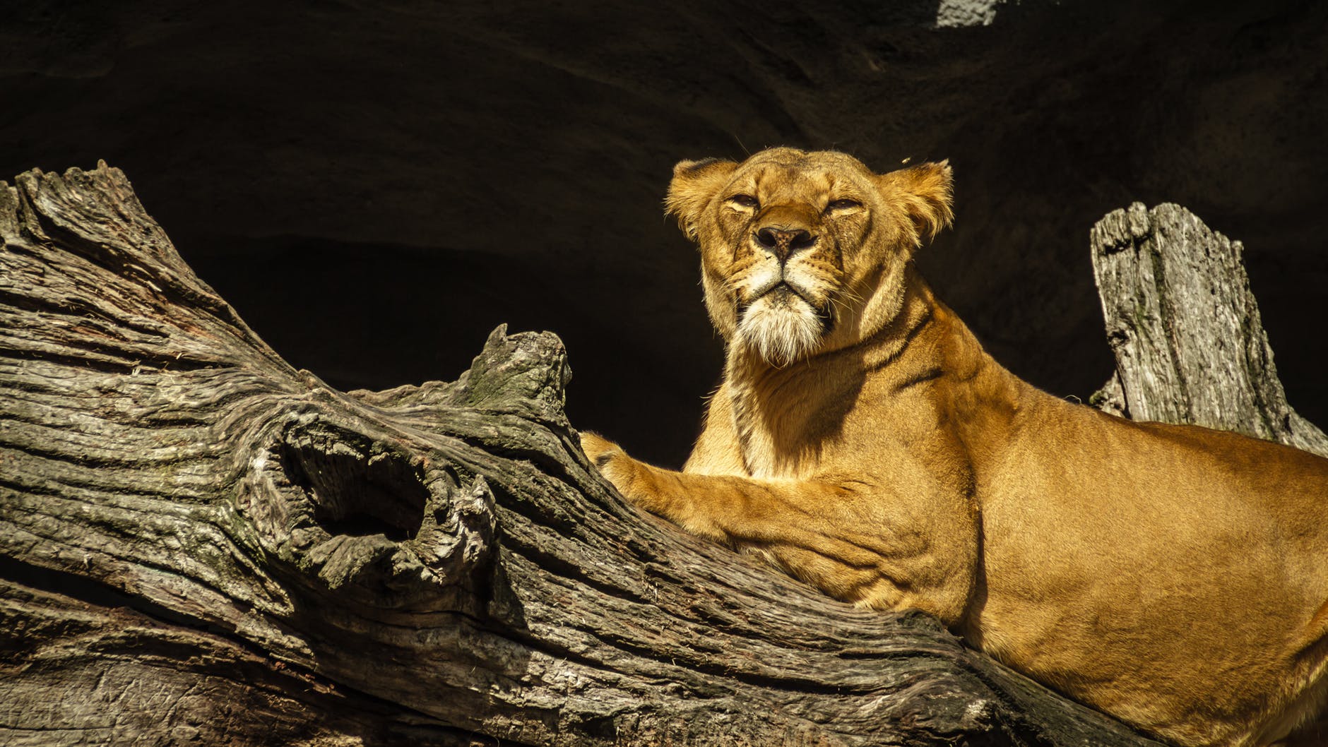 animal big big cat brown